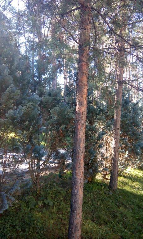Apartment 9 Gorska Vila 兹拉蒂博尔 外观 照片